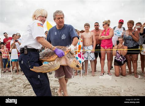 Volunteers From The South Carolina Aquarium Release A Rehabilitated