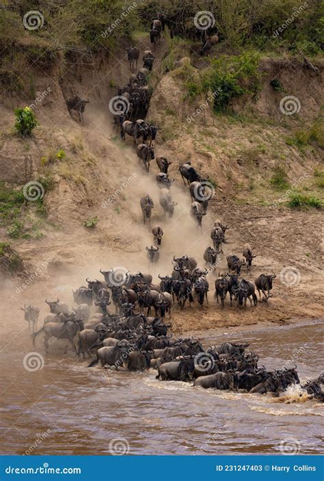 La Grande Migration Des Gnous Sauvages En Afrique Kenya Image Stock