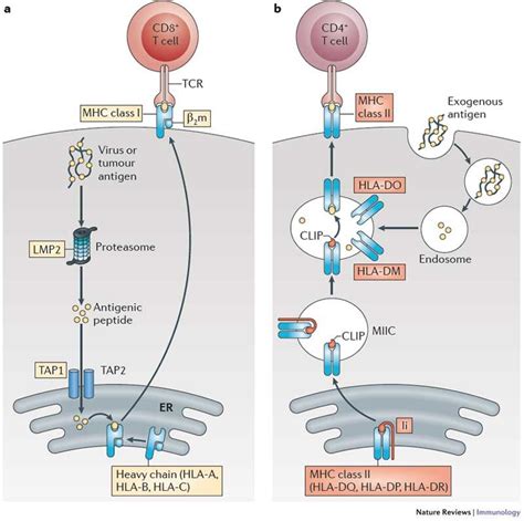 mhc class ii structure - Elvia Bello