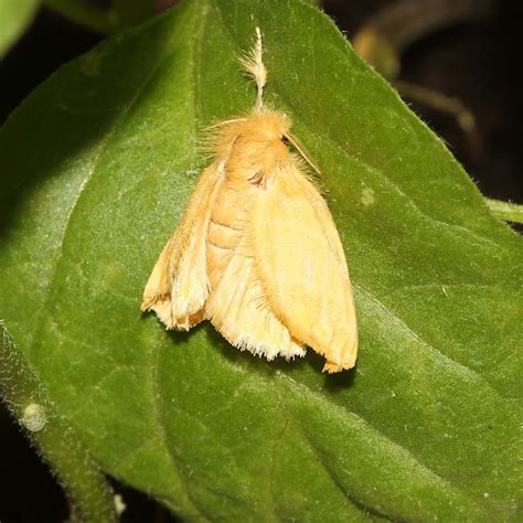 Yellow Tussock Moth Project Noah