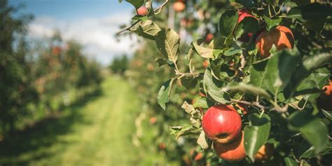 12 Best Apple Picking Farms and Orchards to Visit this Fall