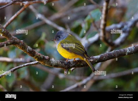 Grey-headed flycatcher, songbirds, animals, birds, at horton plains ...