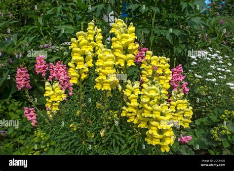 Common Snapdragon Antirrhinum Majus Hi Res Stock Photography And Images