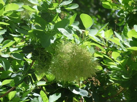 Cotinus Coggygria Eflora Of India