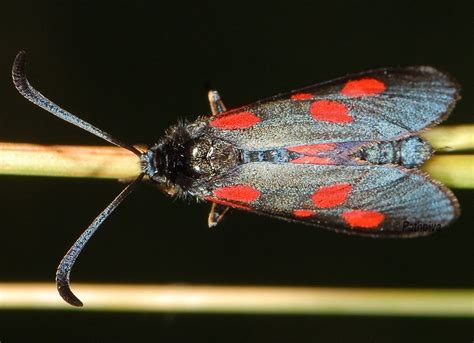 Zygaena Viciae Pathpiva