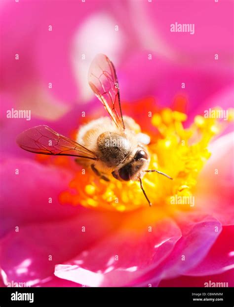 Abeja Recolectando Miel Fotograf As E Im Genes De Alta Resoluci N Alamy