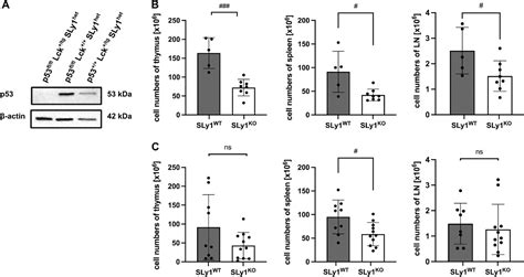 Knockout Of Sly Decreases Doublenegative Thymocyte Proliferation And