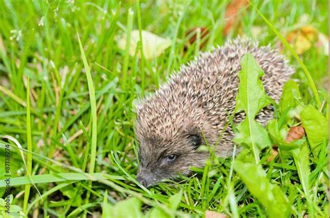 Hedgehogs. There are some 15 species of hedgehog in Europe, Asia, and ...