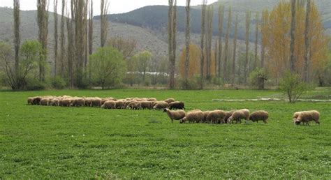 Premium Photo | Sheep grazing