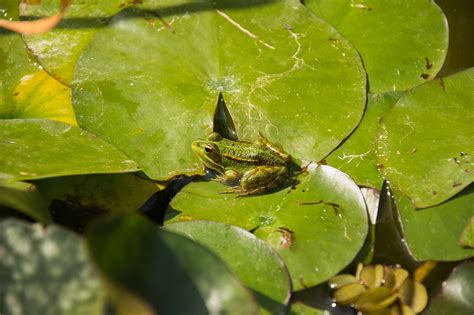 Frog, water lily, aquatic plants,free pictures, free photos - free ...