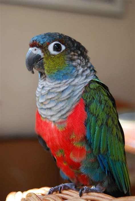 Crimson Bellied Conure Pyrrhura perlata Schöne vögel Niedliche