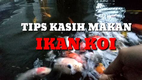 Tips Kasih Makan Ikan Koi Agar Sehat Terus Dan Tidak Gampang Sakit