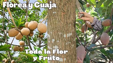 Secreto Y Truco Para Que El Rbol De Zapote Cuaje La Flor Y Fruto Youtube