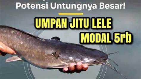 UMPAN JUARA IKAN LELE GALATAMA DAN HARIAN YANG MOGOK MAKAN 62 YouTube