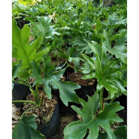 Jual Tanaman Hias Philodendron Selloum Jendron Jari Shopee Indonesia