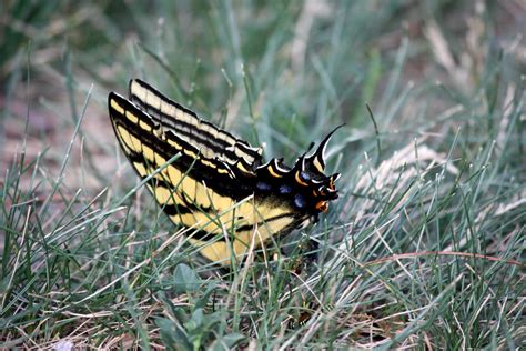 Yellow And Black Butterfly Picture Free Photograph Photos Public Domain