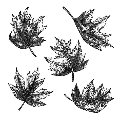 maple leaf set sketch hand drawn vector 41499313 Vector Art at Vecteezy