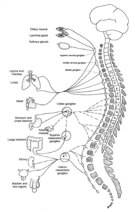 Sympathetic Ganglia And Their Targets