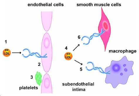 Lox Lectin Like Oxldl Oxidized Low Density Lipoprotein Receptor