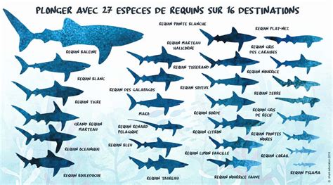 En Vid O Plongez Au Milieu Des Requins Avec Shark Education