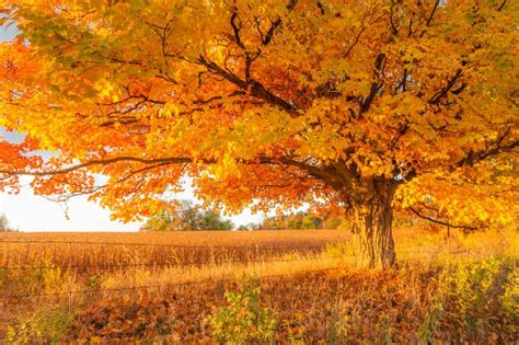 Do Maple Trees Lose Their Leaves Conserve Energy Future