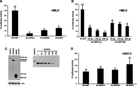 Zap Viral Inhibition Is Specific To Mlv But Not Hiv And The Parp