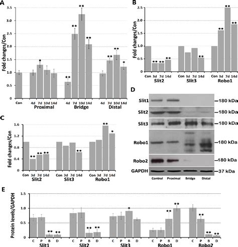 Figure 1 From Dynamic Expression Of Slit13 And Robo12 In The Mouse