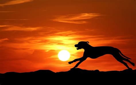 Dog Running Silhouette Sunset Free Stock Photo - Public Domain Pictures