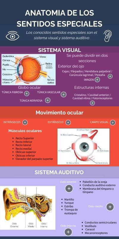 Anatomía de los sentidos especiales