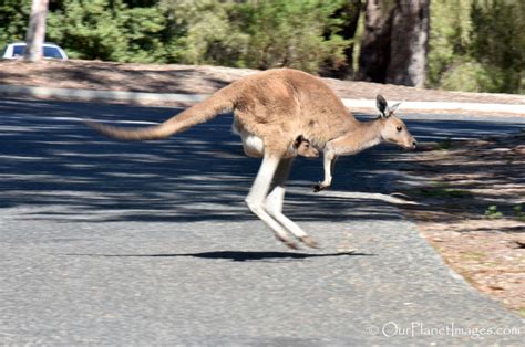 Marsupials - "Our Planet" Images