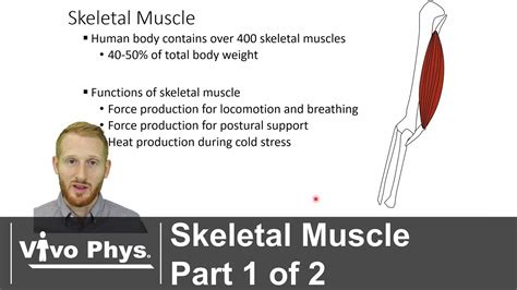 Skeletal Muscle Part 1 Of 2 Overview And Fiber Types Youtube