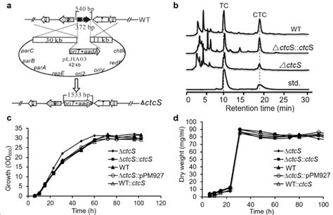 The Construction And Phenotypic Characterization Of Mutant Strains A