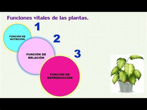 C Bico Color Cinta Funcion De Relacion De Las Plantas Para Ni Os M Nimo