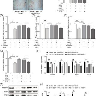 Caffeic acid phenethyl ester (CAPE) modulates lipid metabolism partly ...