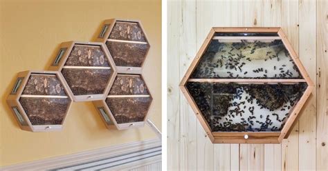 Designers Create Real Observation Beehive You Can Mount On Your Wall At