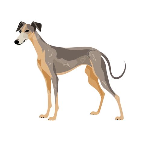 Greyhound Clipart Greek Greyhound Dog Vector Illustration Cartoon ...