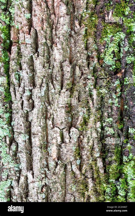 Textura Natural Mossy Y Corteza Estriada En Viejo Tronco De Rbol De