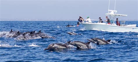 East Meets West Excursions | Newport Beach Whale Watching Tours