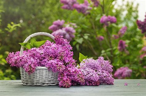 Best Time To Plant Lilacs Expert Gardening Tips Shrubhub