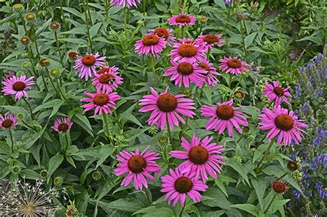 Rode Zonnehoed Echinacea Purpurea Fatal Attraction