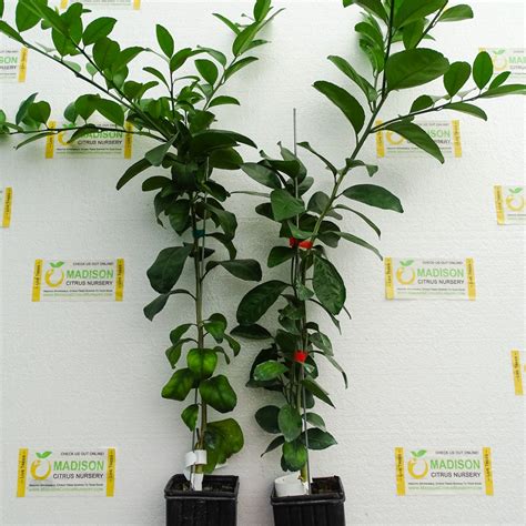 Sanbokan Lemon Trees For Sale Madison