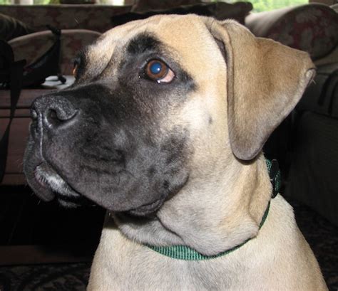 African American Bull Boerboel Dog Breed Information And Pictures