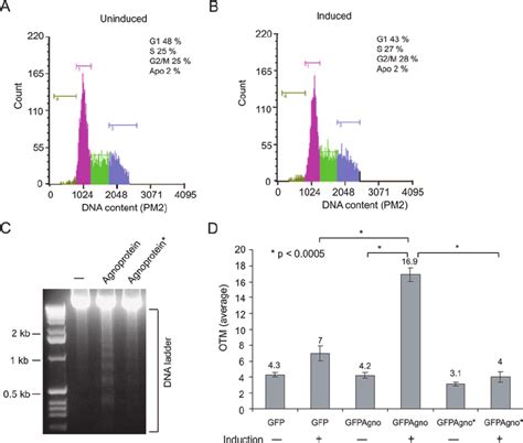 Effect Of Mutant Agnoprotein On Apoptosis Of Undifferentiated And