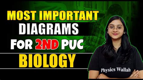 Most Important Diagrams For 2nd PUC Biology NEET KCET YouTube