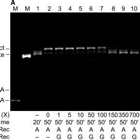 Properties Of Recg Protein Mediated Fork Regression In Vitro A