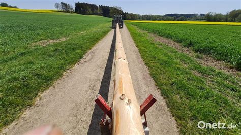 30 Meter Hoher Maibaum Erstrahlt In Wurz Onetz