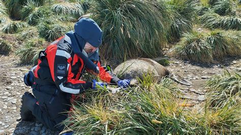 Bird Flu Unprecedented Outbreak Spreads To Mammals In Sub Antarctic