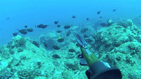 Spearfishing Hawaii All Reef Youtube