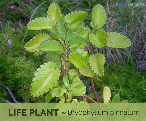 Life Plant Facts And Health Benefits Plant Health Plants Plant Benefits