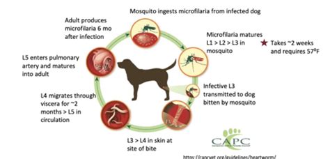 Heart Worms Flashcards Quizlet